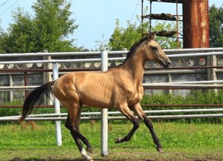 Айскрим